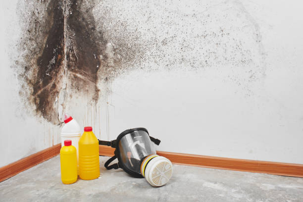 Best Bathroom Mold Remediation in New Market, VA
