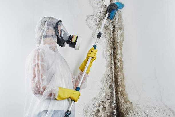 Trusted New Market, VA Mold Remediation Experts