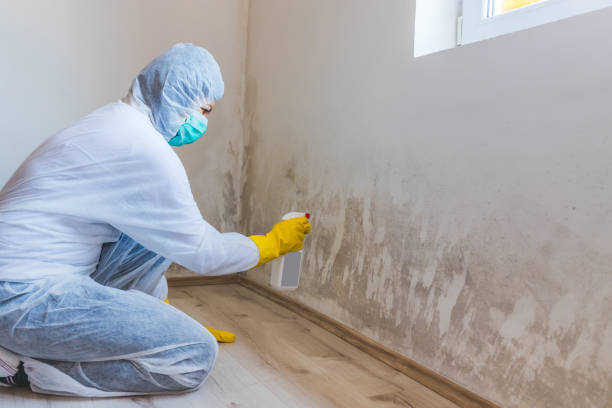 Best Industrial Mold Remediation in New Market, VA