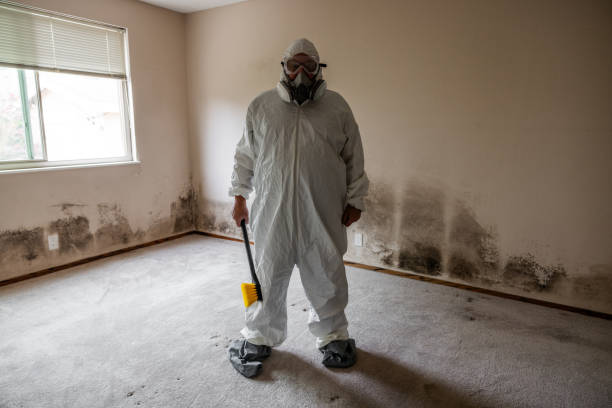 Best Commercial Mold Remediation in New Market, VA