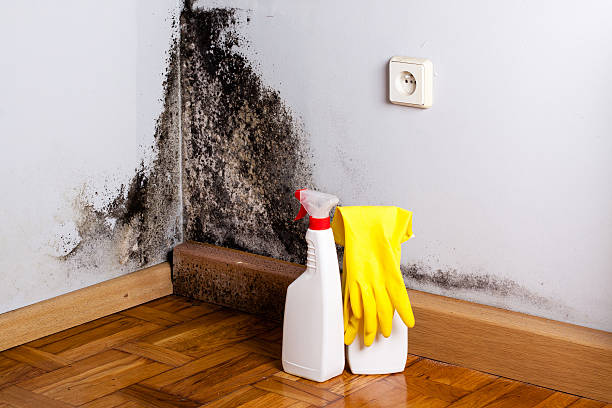 Best Insurance-Related Mold Remediation in New Market, VA