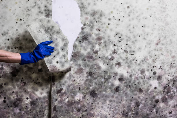 Best DIY Mold Remediation Support Services in New Market, VA