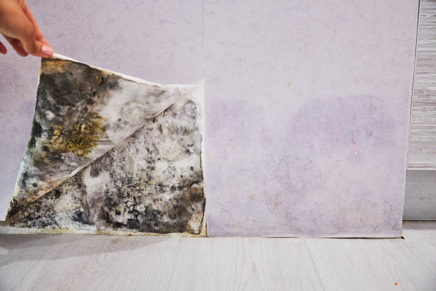 Best Mold Testing and Inspection Services in New Market, VA